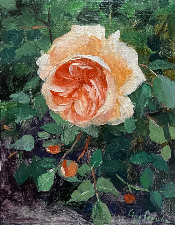 Rose Beauty #6