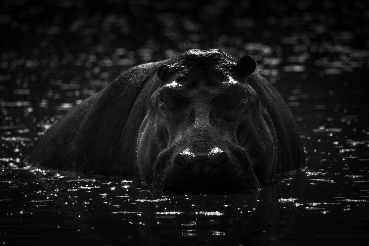 Photorealistic Animal Photograph By Nick Dale, 33 X 26", "Come On In. The Water