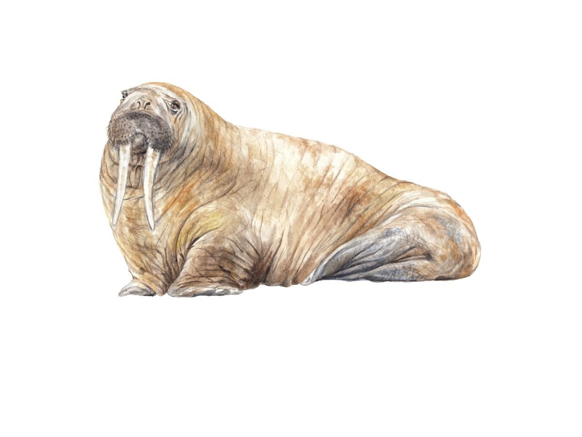 Walrus Original Watercolor by Lauren Rogoff