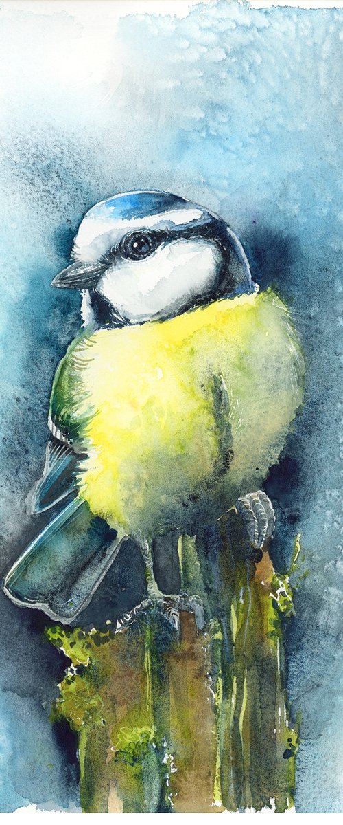 Blue Tit, wildlife, birds watercolours by Karolina Kijak