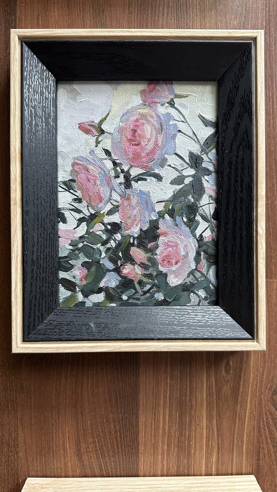 Vernon roses