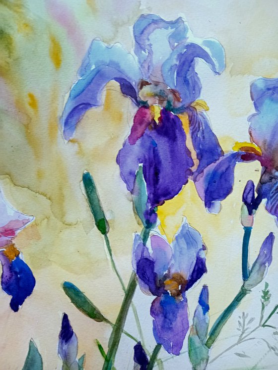 Charming irises