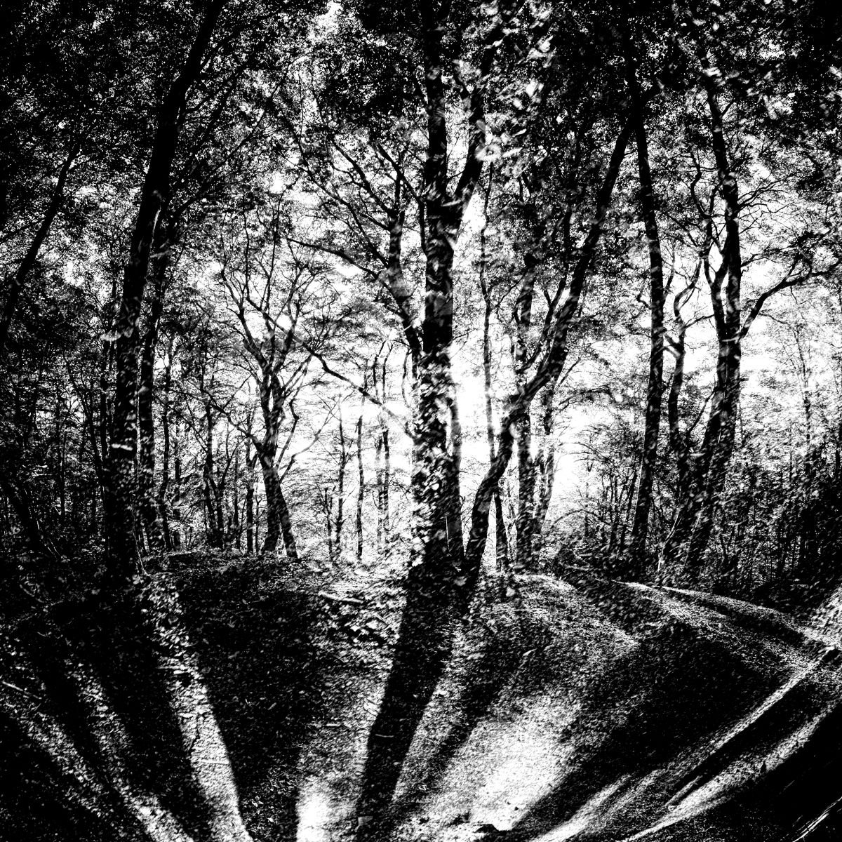 deep forest by Christian Schwarz