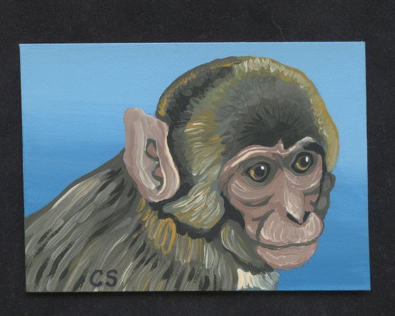 ACEO ATC Original Painting Monkey  Wildlife Art-Carla Smale