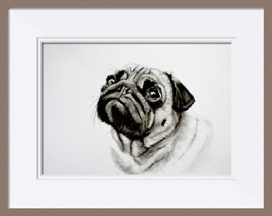 Charcoal Pug