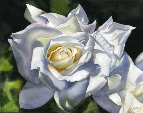 White rose by Alfred  Ng
