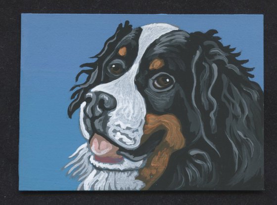 ACEO ATC Original Miniature Painting Bernese Mountain Pet Dog Art-Carla Smale