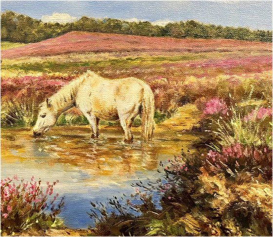 Water Hole below Sloden, New Forest