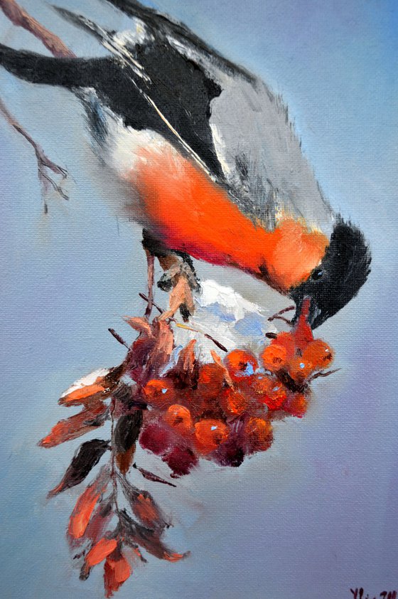 Christmas Bullfinch Breakfast
