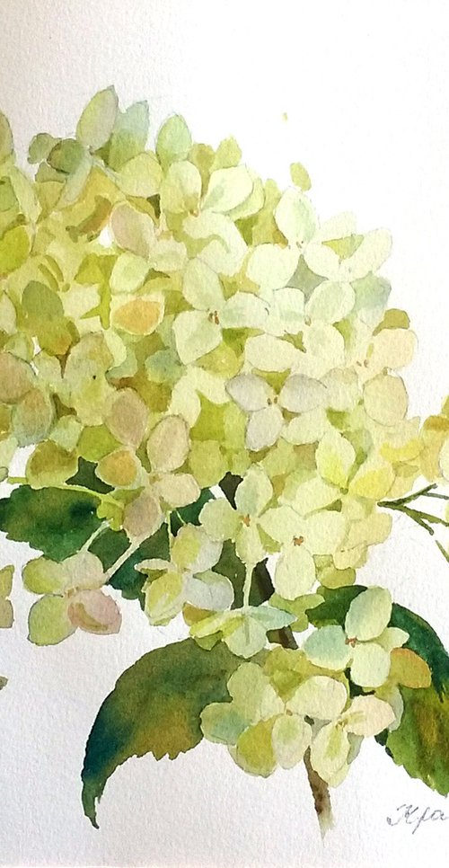 Hydrangea by Yulia Krasnov