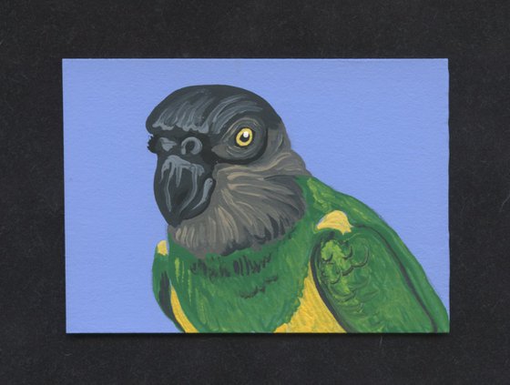 ACEO ATC Original Miniature Painting Senegal Parrot Pet Bird Art-Carla Smale