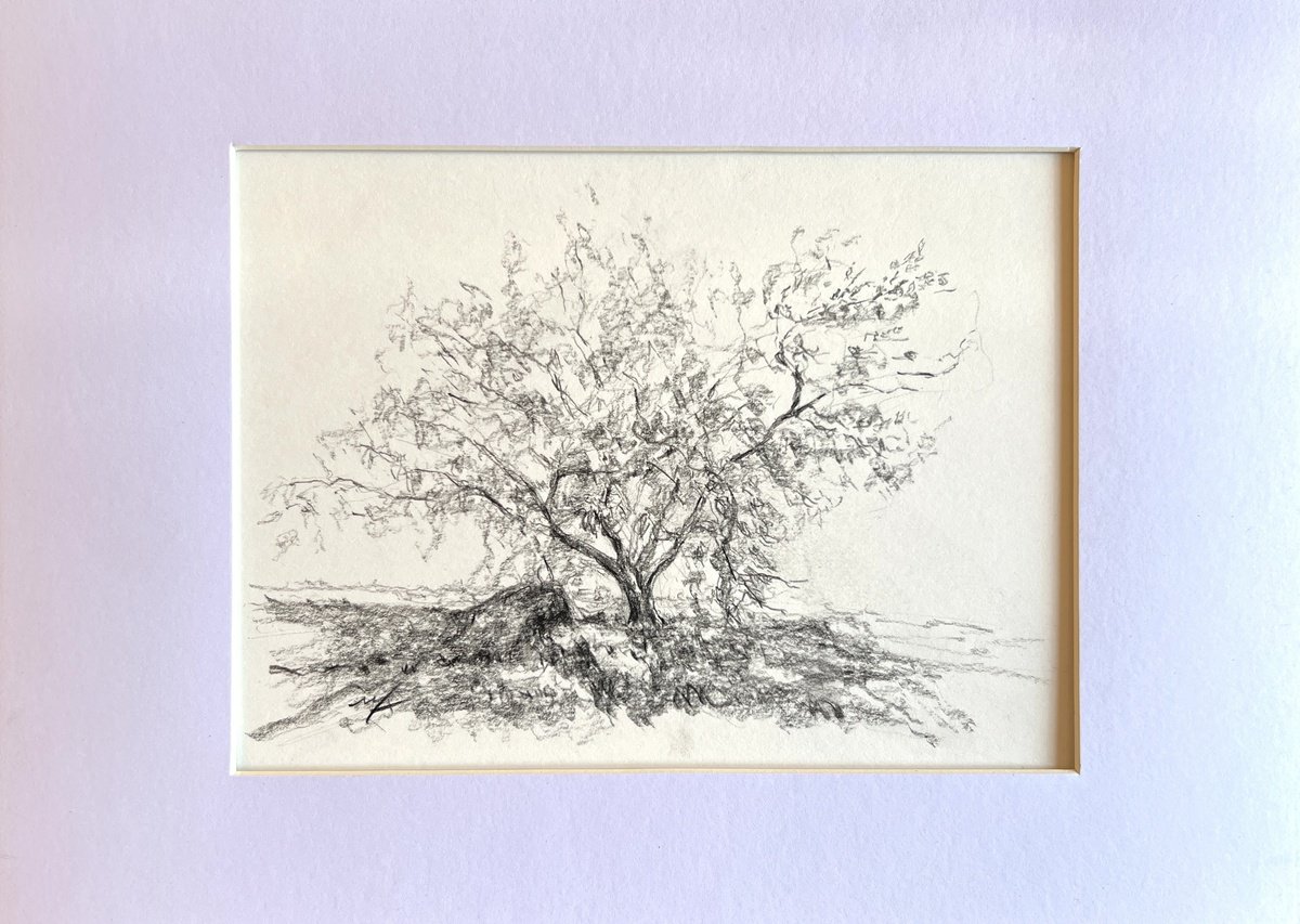 Impressionistic Landscape Pencil Drawing By Maxence Ma, 12 X 8", The Tree Of Four Seasons, Original Artwork