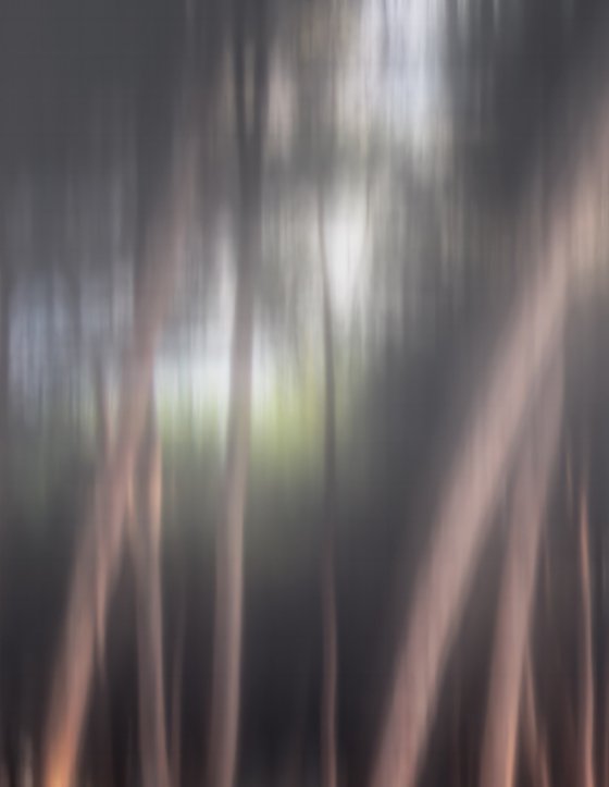 Shimmering pines