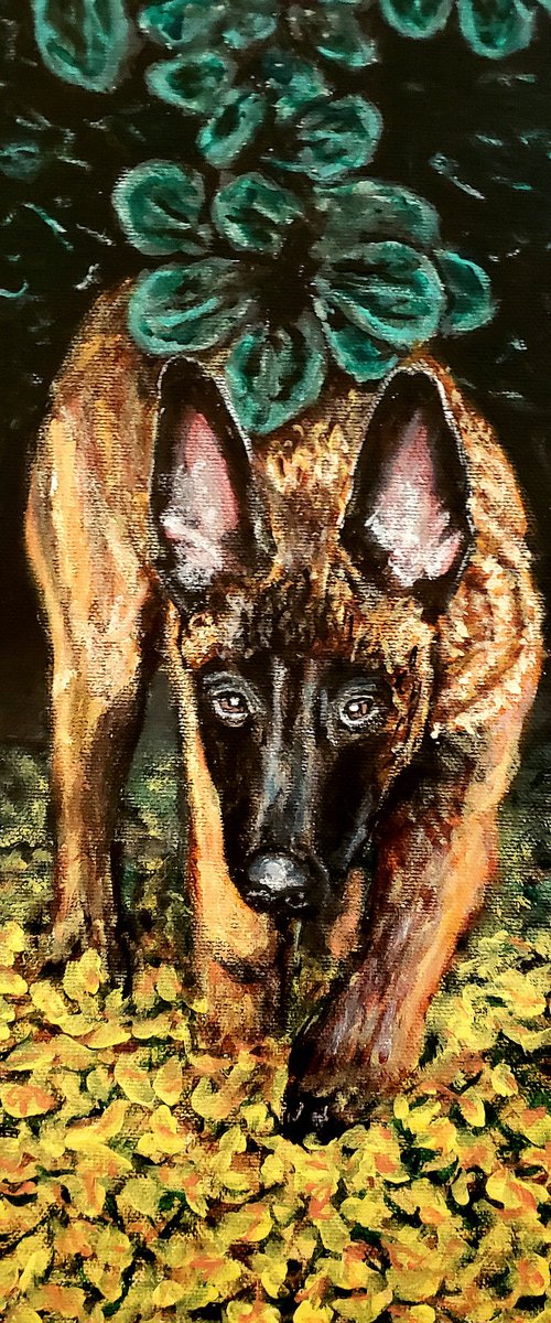 Belgian Malinois by Robbie Potter