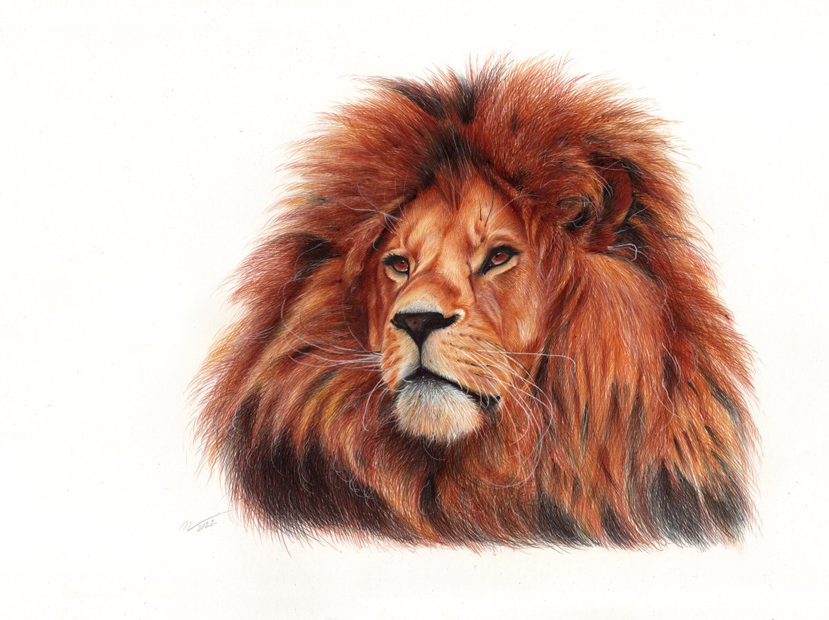 Lion - Animal Portrait (Realistic Ballpoint Pen Drawing) by Daria Maier