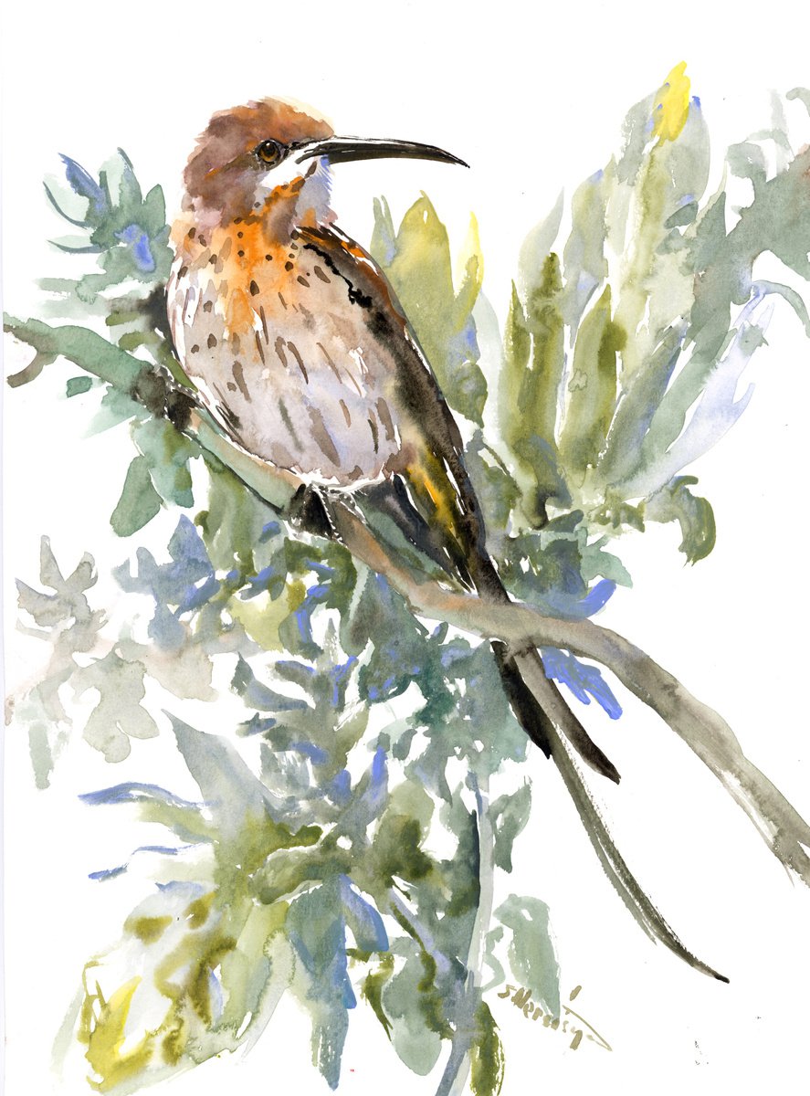 Cape Town Sugarbird by Suren Nersisyan