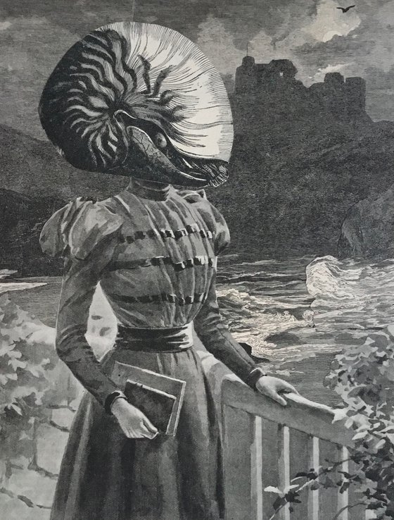 Nautilus