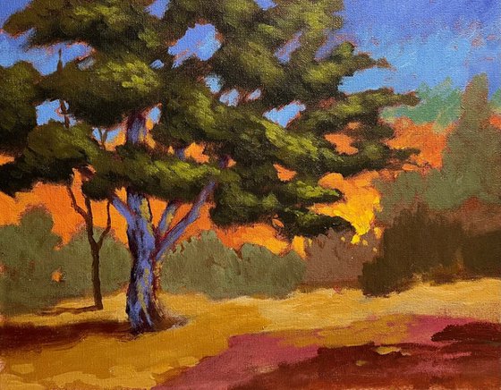 Sunset Tree