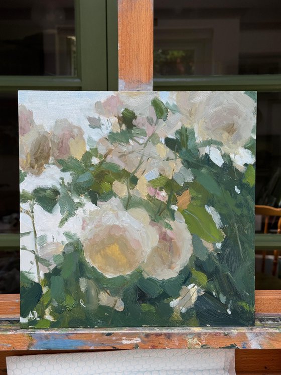 Iceberg Roses, Evening Light