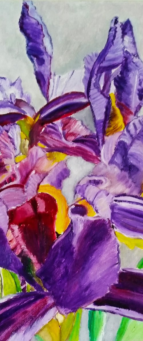 Irises - Spring flowers by Isabelle Lucas