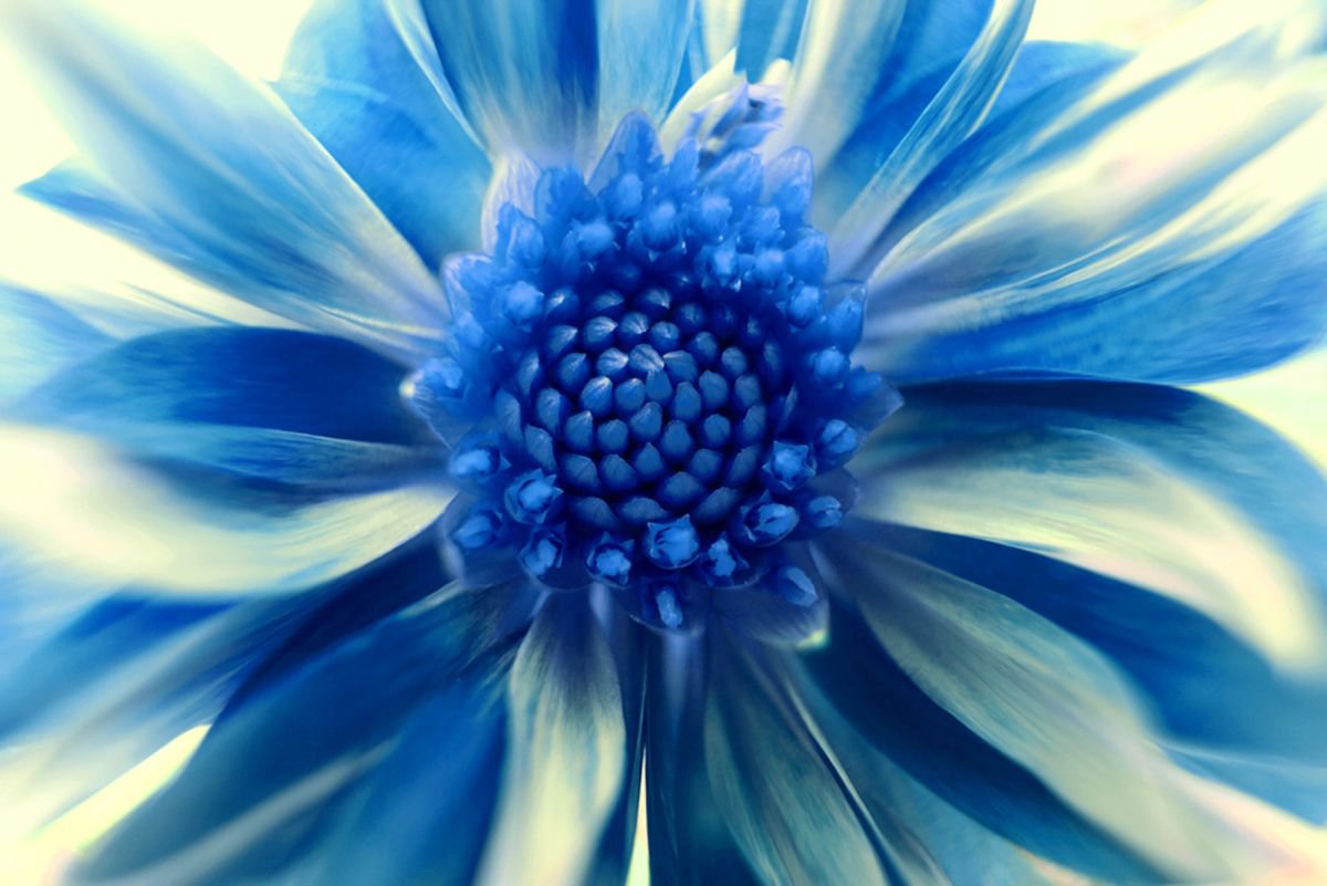 Photorealistic Botanical Photograph By Michael Filonow, 32 X 22", Blue Wheel, Original Artwork