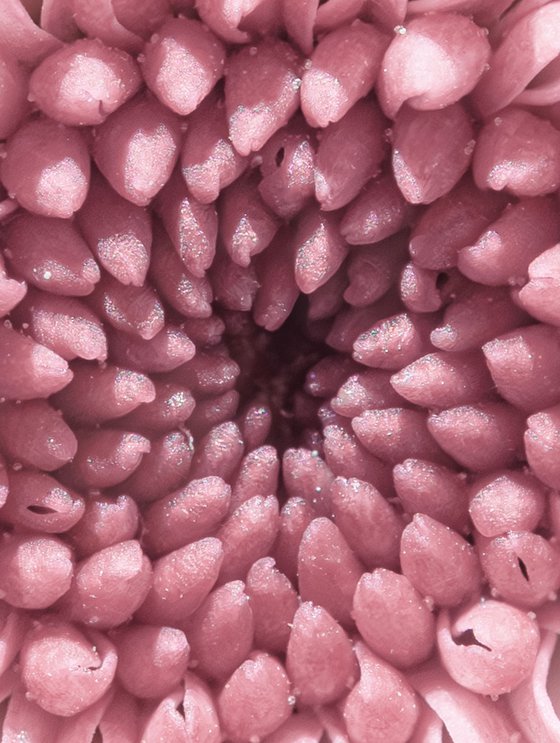 PINK VORTEX OF BLOOM