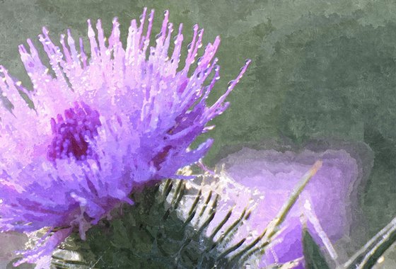 Thistle Dew