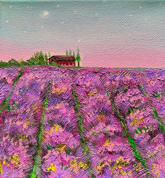 Lavender Blush