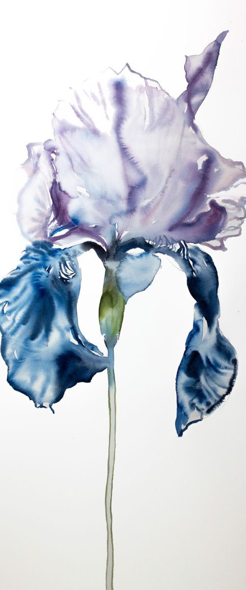 Iris No. 67 by Elizabeth Becker