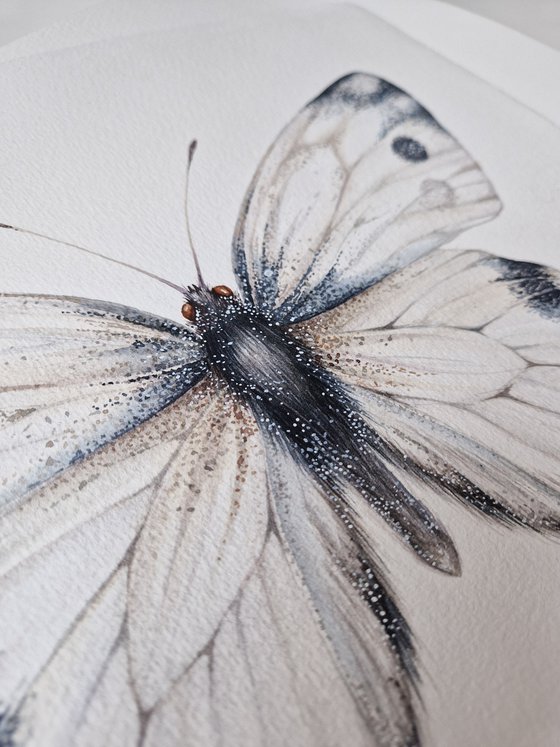 Pieris rapae (Cabbage white or Cabbage butterfly), female