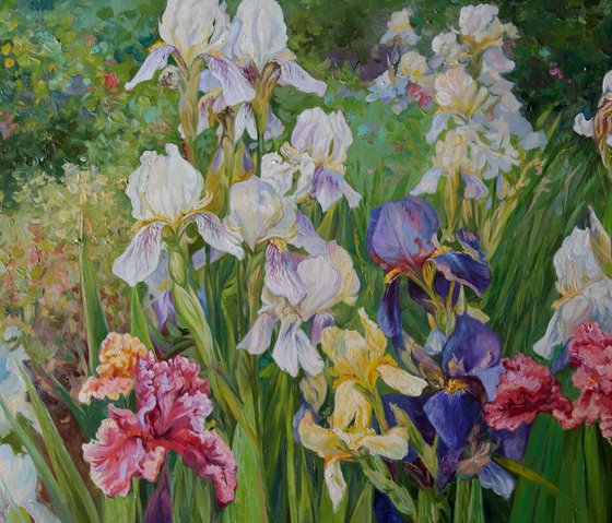 Irises in the garden