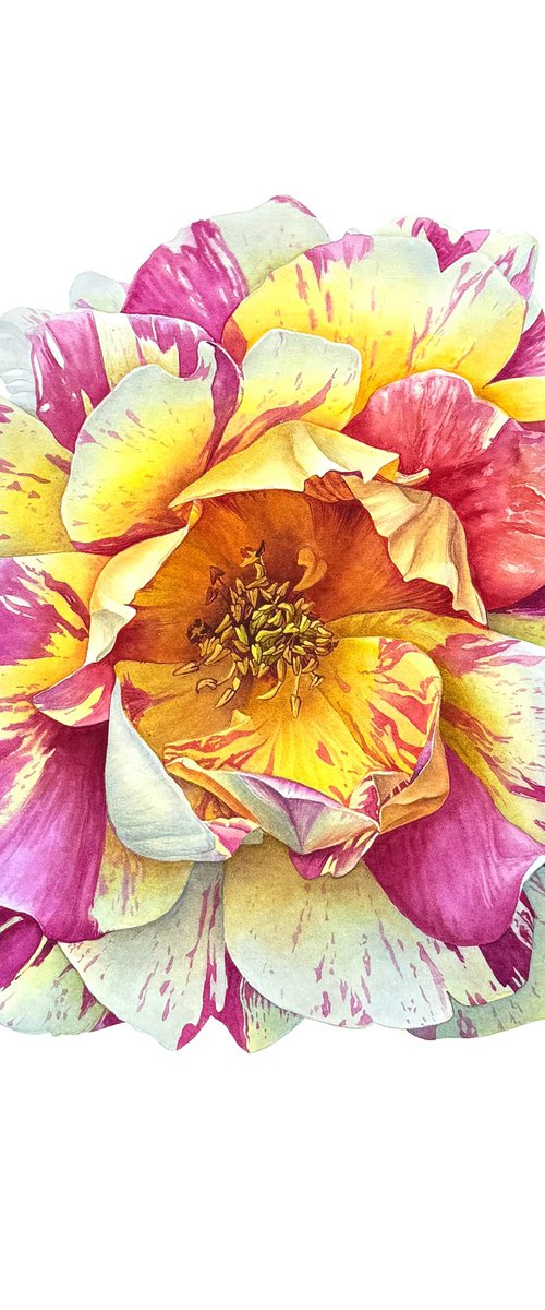 Rose des Cisterciens or a watercolor rose by Yuliia Prokopchuk