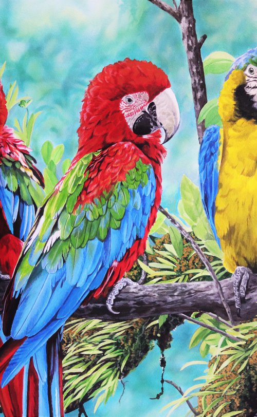 Macaws by Julian Wheat