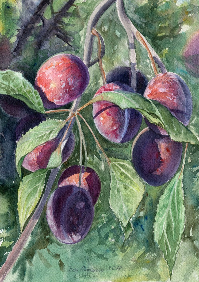Plums watercolor original art fruit on the tree medium decor for busines art gift for her by Irina Povaliaeva