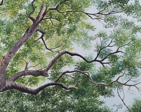 Sycamores Tree Canopy