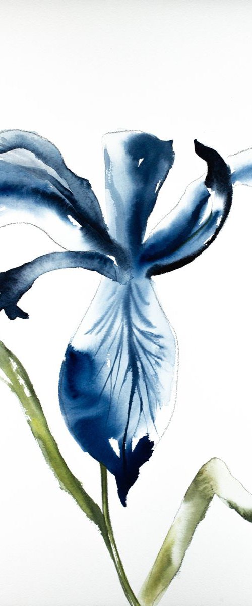 Iris No. 72 by Elizabeth Becker
