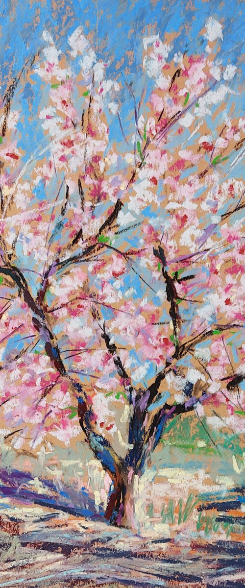 Almond blossom by Silvia Flores Vitiello