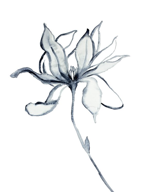 Magnolia No. 31