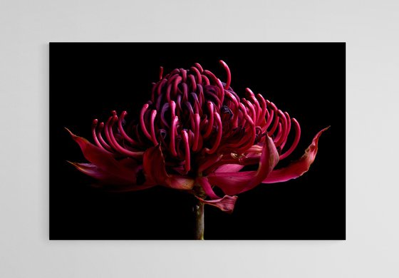 Waratah Withered