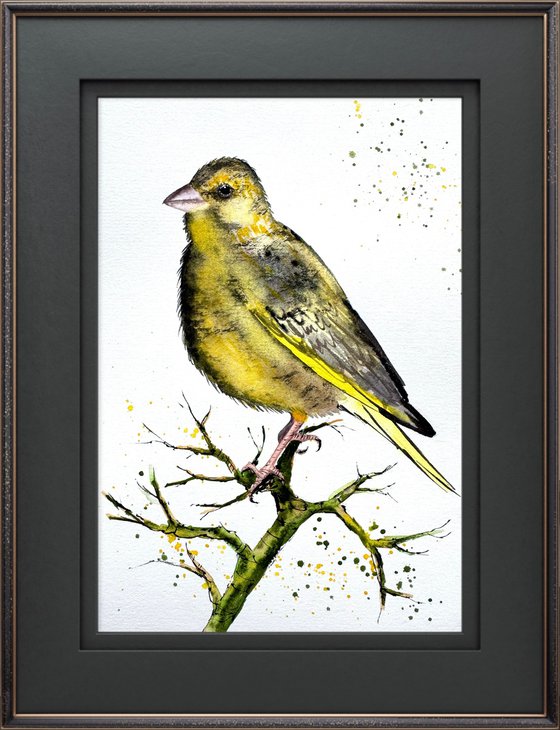 European Greenfinch. Verdone