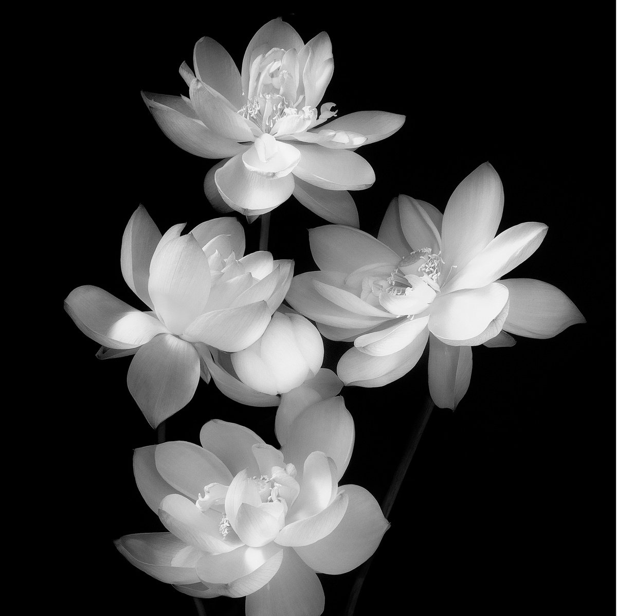 IN HARMONY -SPARKLE- #005 Black and white by Keiichiro Muramatsu