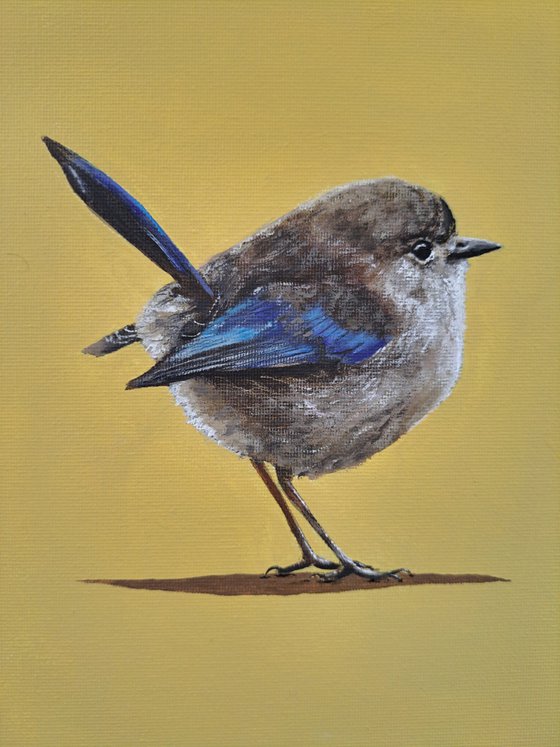 Fairy Wren
