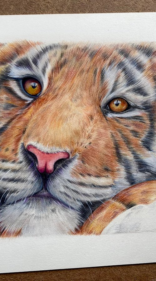 Tiger face study. Realistic pencil drawing by Bethany Taylor