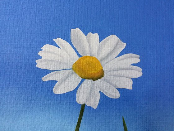 Daisies