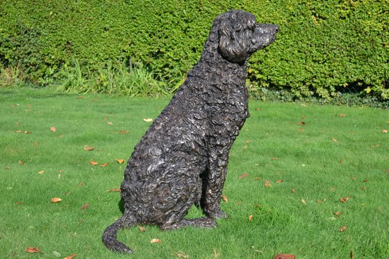 Harry Labradoodle sculpture