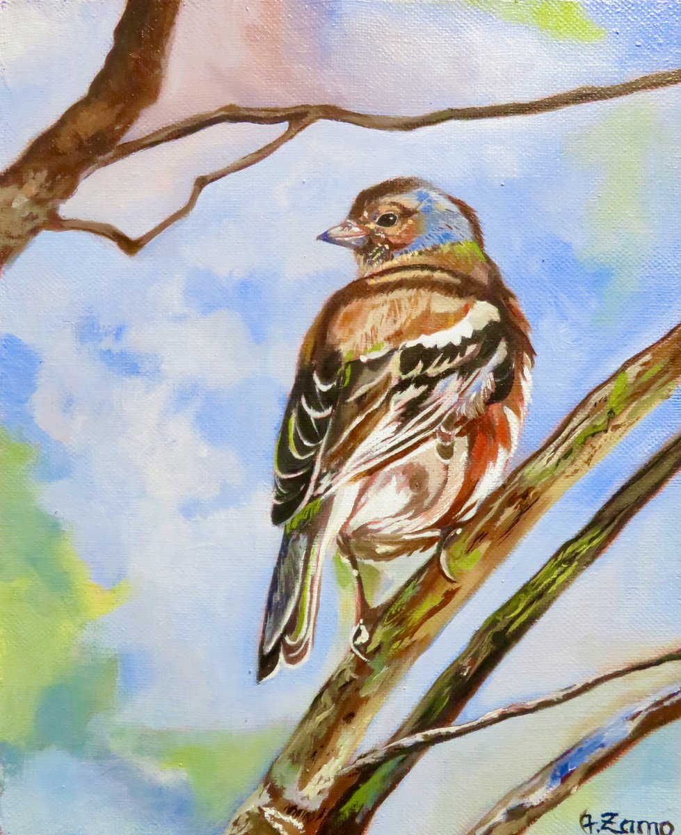 Photorealistic Animal Oil Painting By Anne Zamo, 9 X 11, Eurasian Chaffinch, Original Artwork