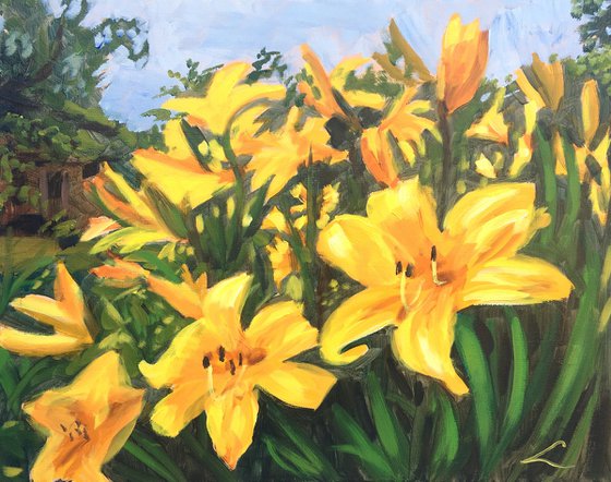 Yellow lilies
