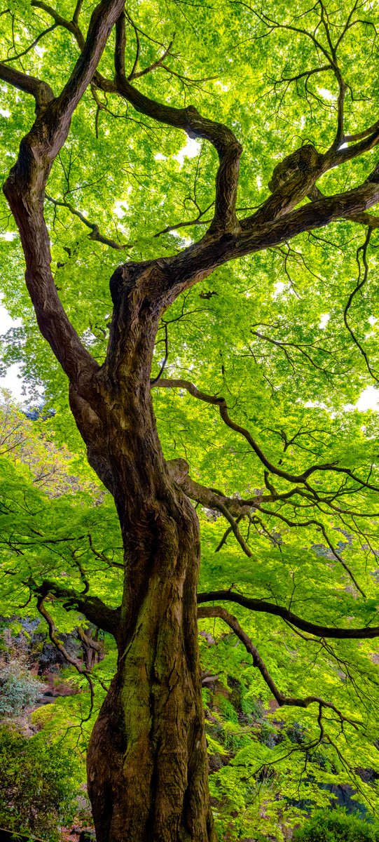 Photorealistic Botanical Photograph By Nick Psomiadis, 24 X 52", Niwaki, Original Artwork