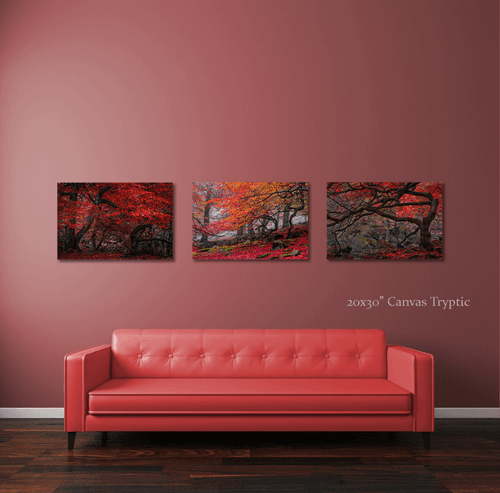 *Special Order* Deep In The Forest / Red Forest / Twisted Tree - 20x30" Canvas Prints by Ben Robson Hull