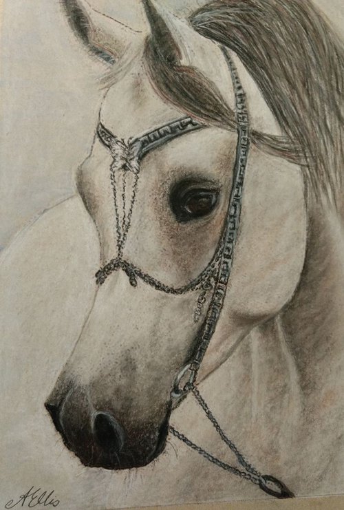Greyjoy Arab Stallion Bridled by Anne-Marie Ellis